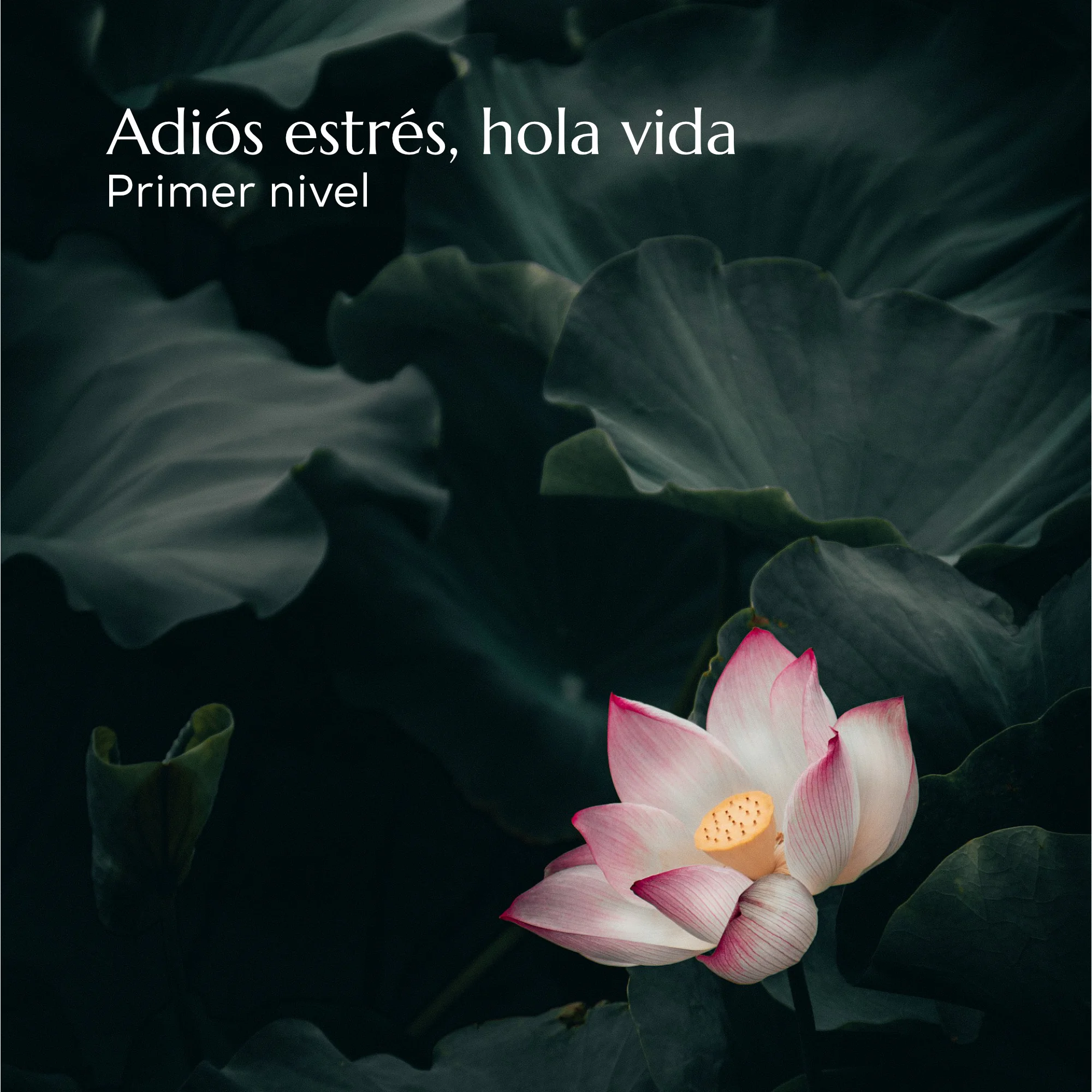 Adiós estrés, hola vida. Primer nivel